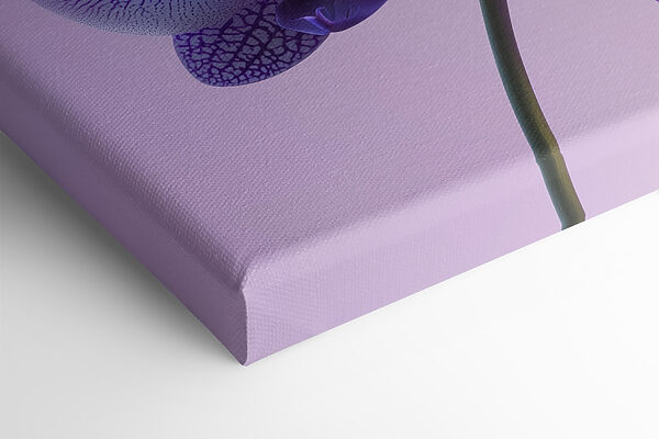Purple and white orchid flower
