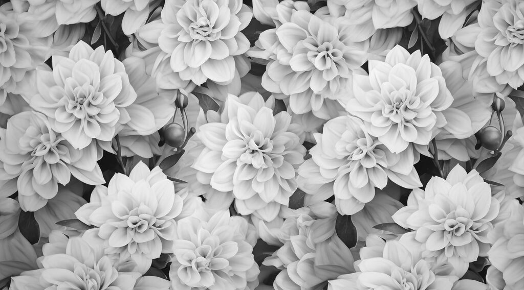 Grupo de flores blancas Grupo de flores blancas