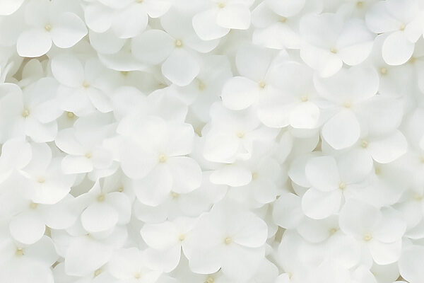 Grupo de flores blancas Grupo de flores blancas