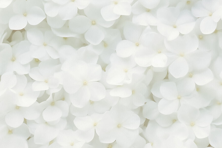 Grupo de flores blancas