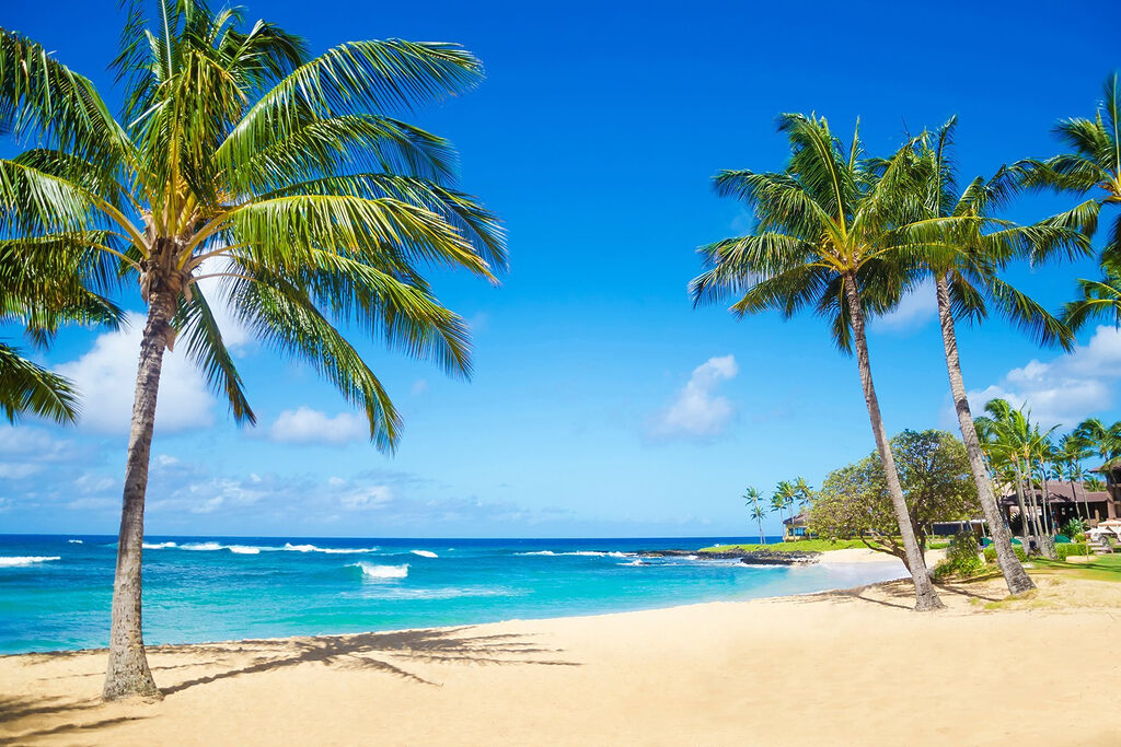 Palm trees on a beach Palm trees on a beach