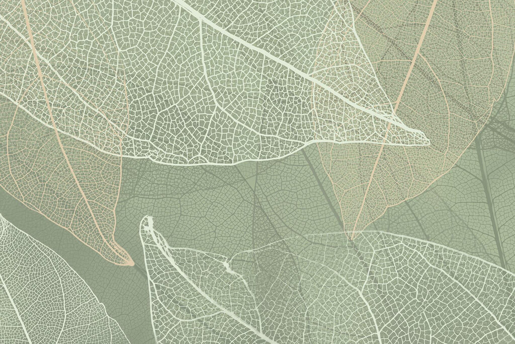 Delicados diseños de la naturaleza Delicados diseños de la naturaleza