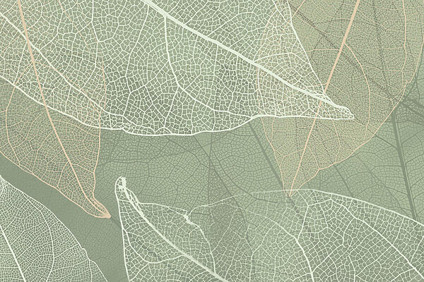 Delicados diseños de la naturaleza Delicados diseños de la naturaleza
