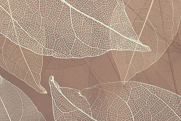 Delicadas vetas de la naturaleza’obras de arte Delicadas vetas de la naturaleza’obras de arte
