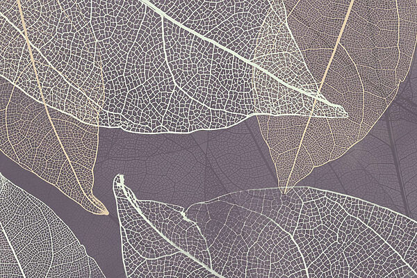 La naturaleza’revela los delicados patrones de las hojas La naturaleza’revela los delicados patrones de las hojas