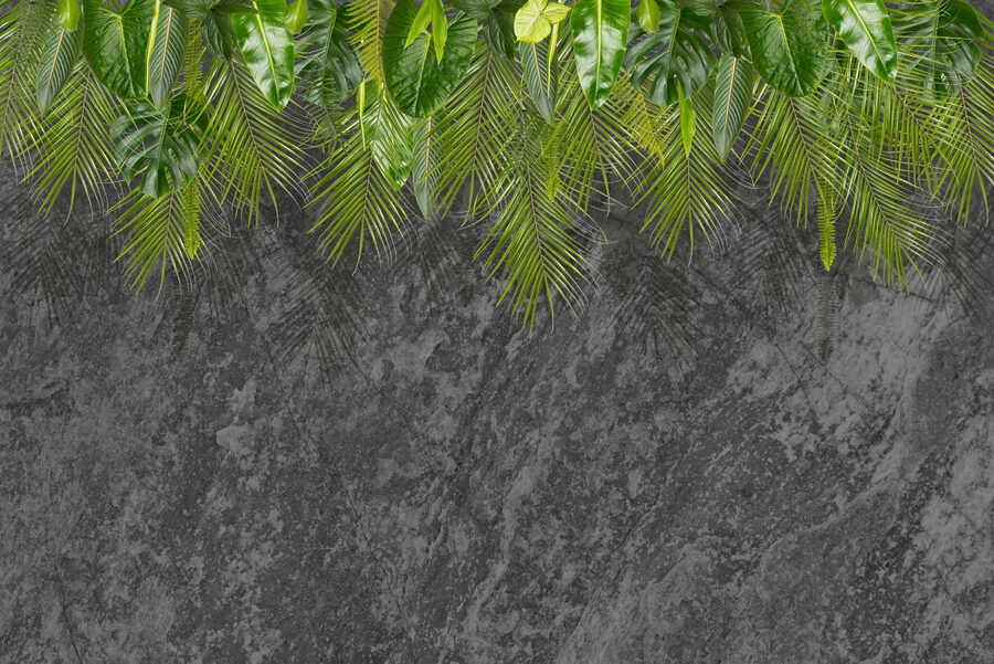 Grupo de hojas verdes sobre fondo gris Grupo de hojas verdes sobre fondo gris