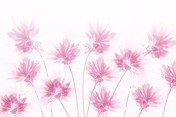 Grupo de flores rosas Grupo de flores rosas