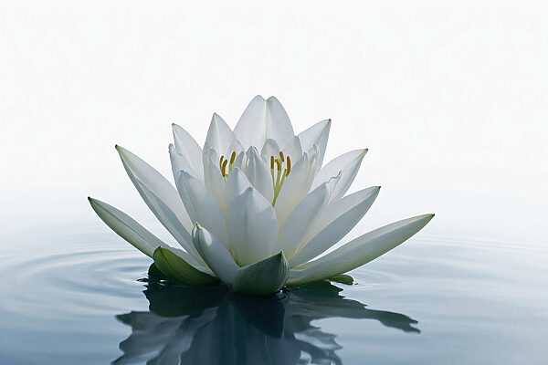 White flower in water White flower in water