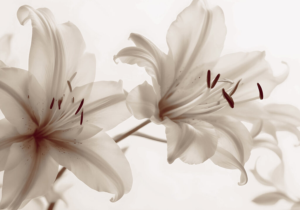 Flores suaves en tonos suaves Flores suaves en tonos suaves