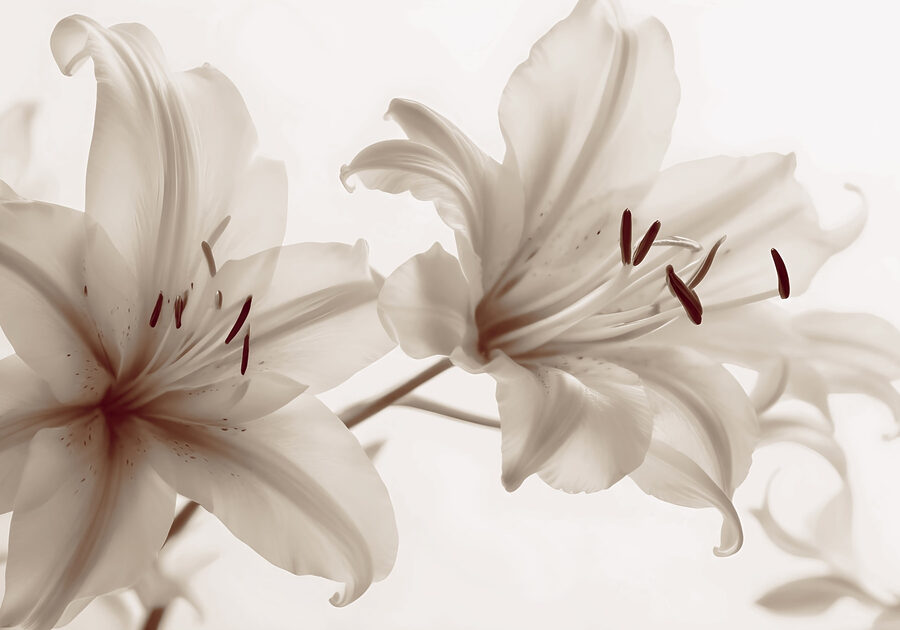 Flores suaves en tonos suaves