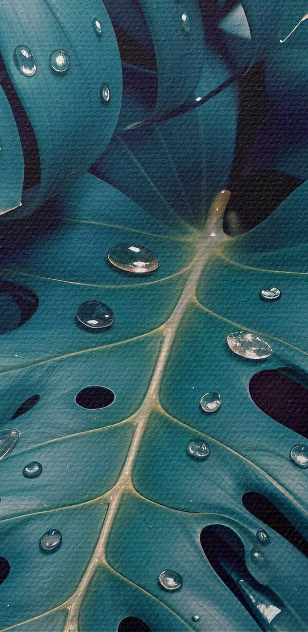 Lush leaves adorned with delicate droplets