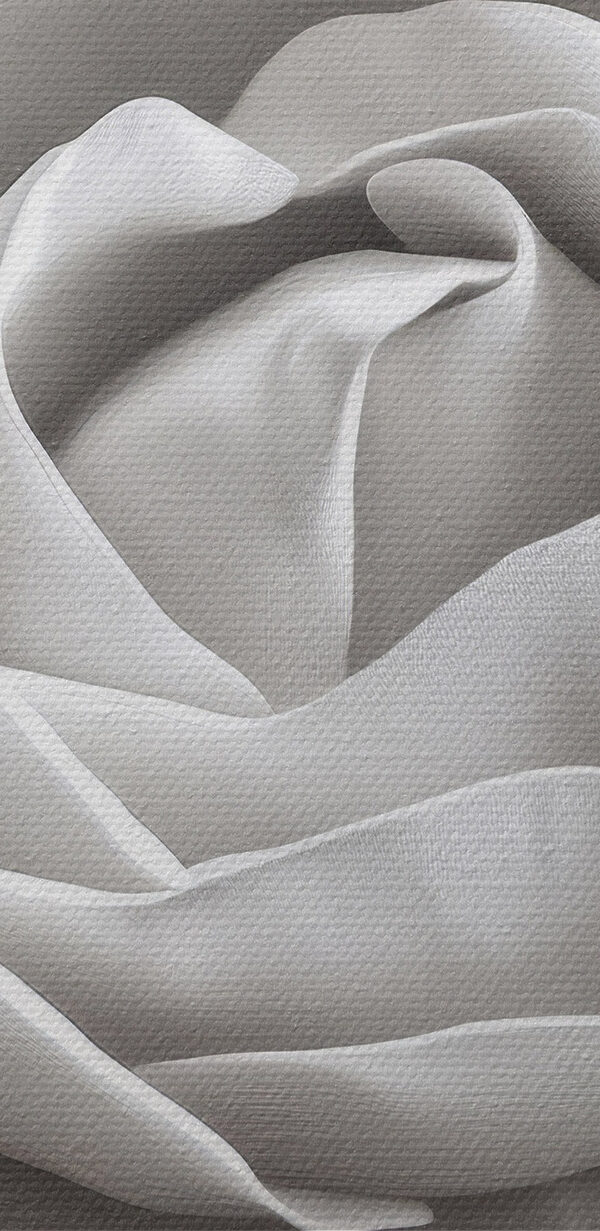 Delicate beauty in soft petals Delicate beauty in soft petals