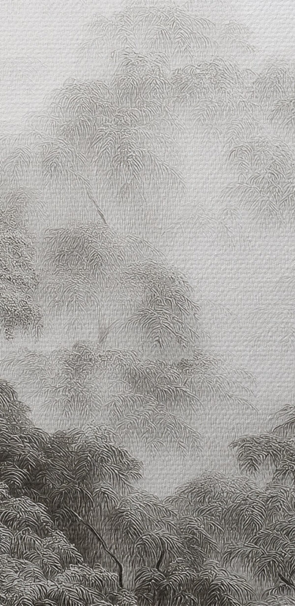 Foggy forest with trees Foggy forest with trees