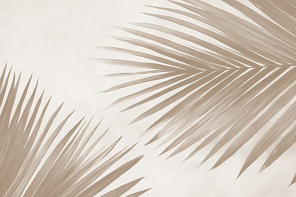 Elegantes hojas de palmera sobre un fondo suave Elegantes hojas de palmera sobre un fondo suave