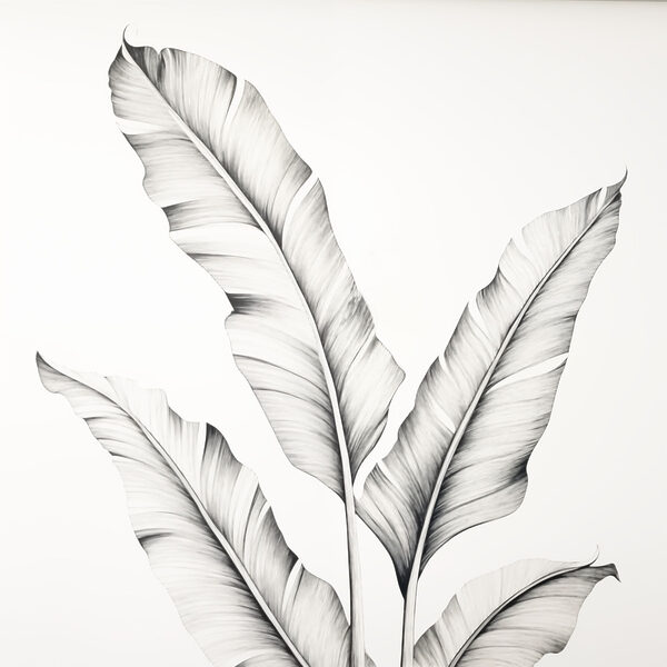 Dibujo de una planta Dibujo de una planta