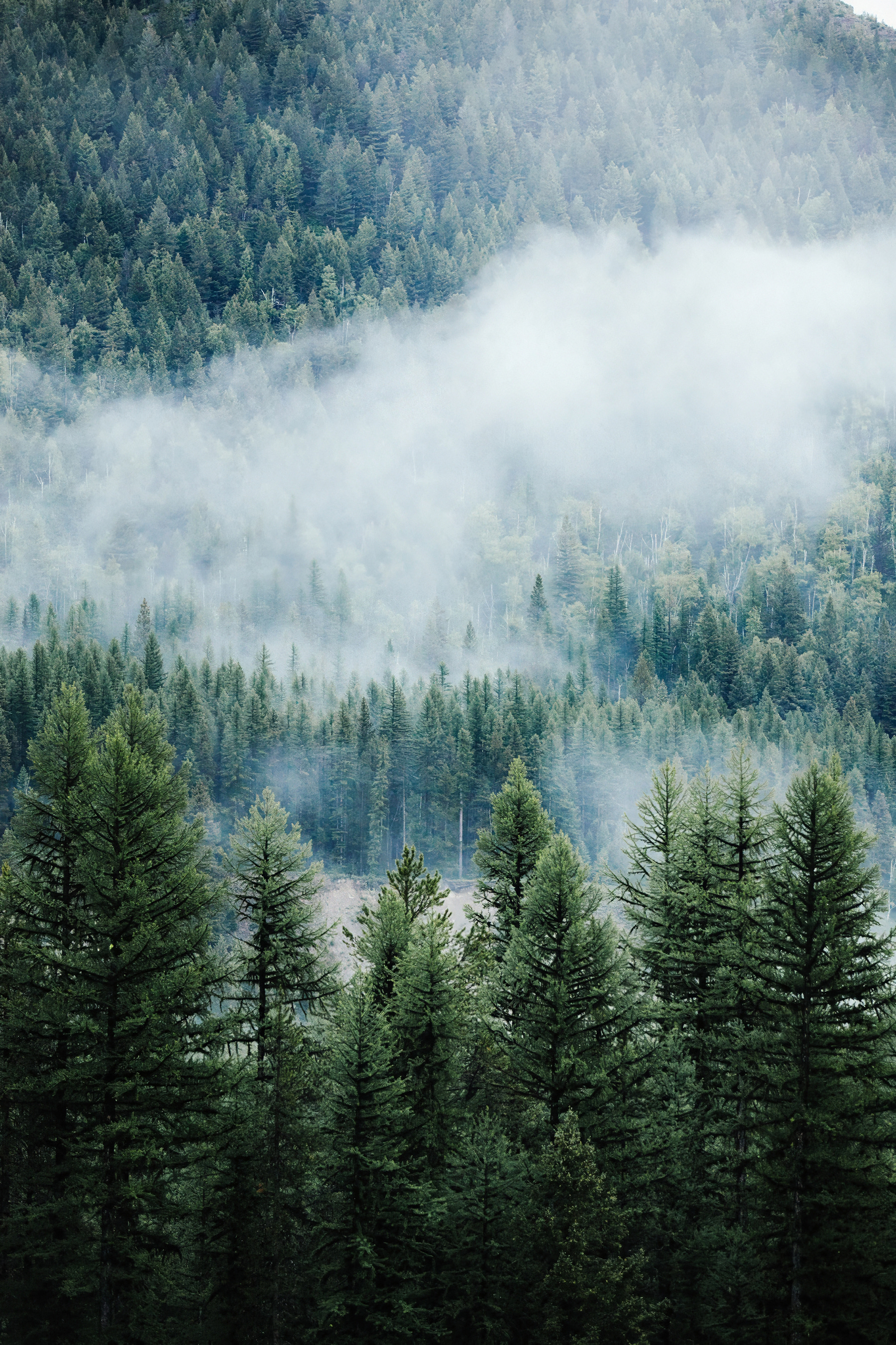 Forest with fog and clouds Forest with fog and clouds