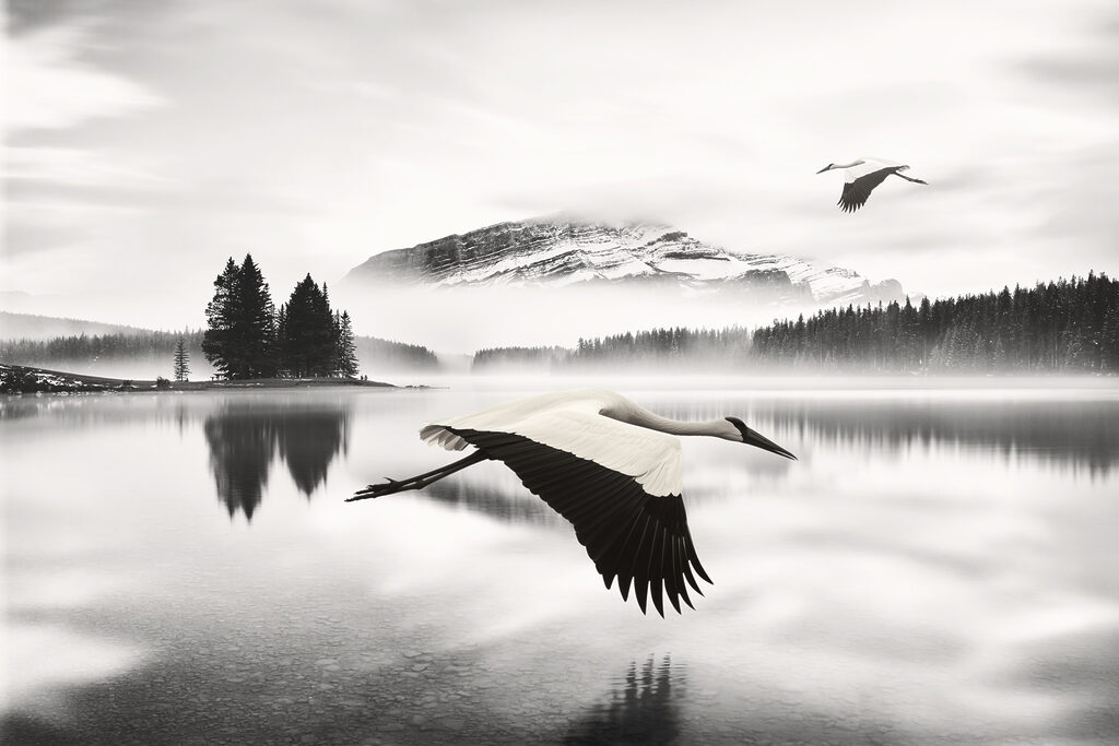Pájaro volando sobre el agua Pájaro volando sobre el agua