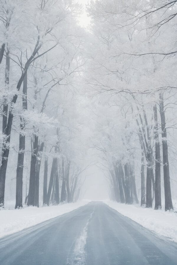 Road with snow covered trees Road with snow covered trees