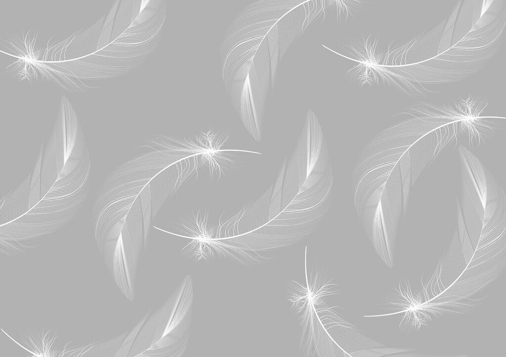 Plumas blancas sobre fondo gris Plumas blancas sobre fondo gris