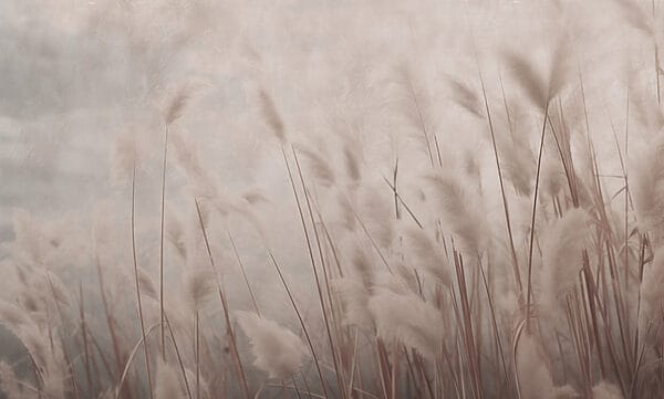 Gentle whispers of swaying grass