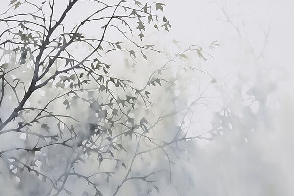Árbol con hojas en la niebla Árbol con hojas en la niebla