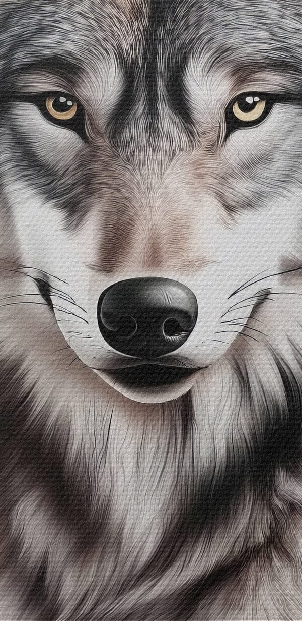 Wolf lying down looking at the camera