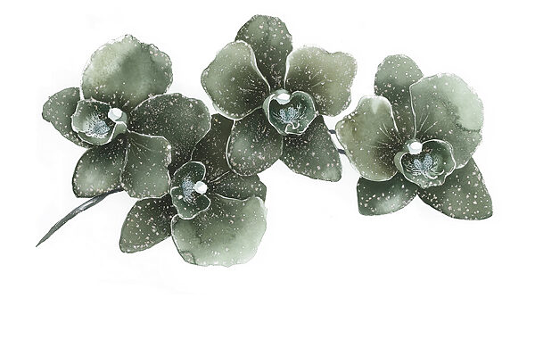 Tres elegantes orquídeas en armonía Tres elegantes orquídeas en armonía