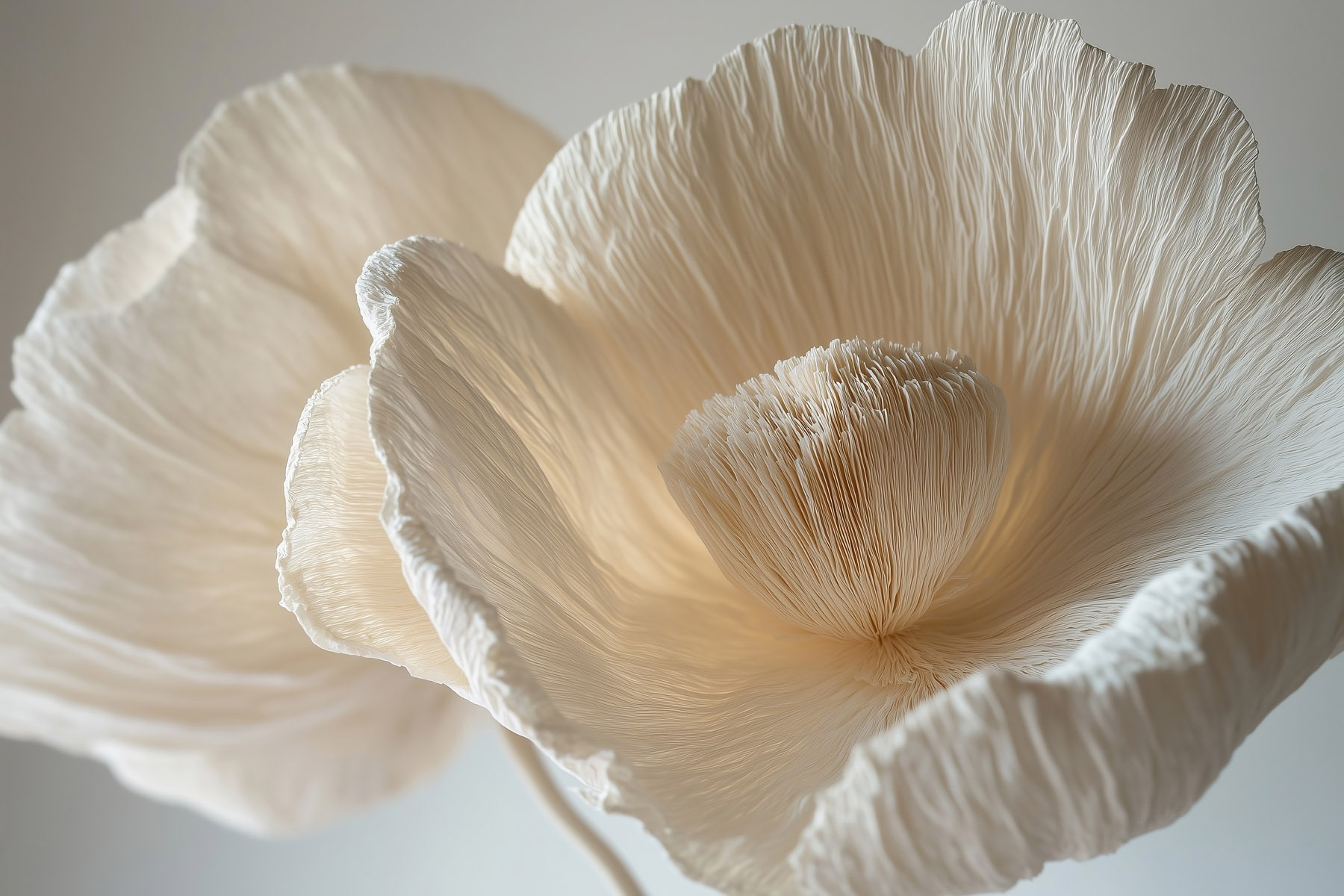 Delicate textured flower petals displayed Delicate textured flower petals displayed