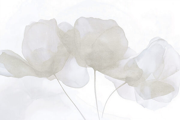Grupo de flores blancas Grupo de flores blancas