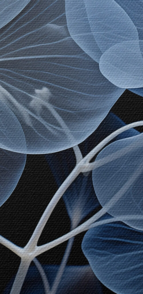 Translucent flowers on a dark background Translucent flowers on a dark background