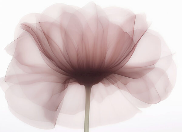 Flor transparente Flor transparente