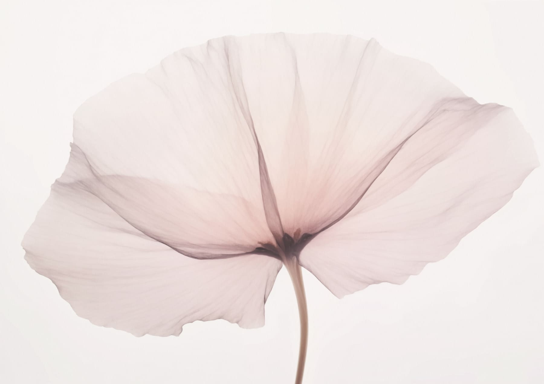 Delicate bloom on a soft backdrop