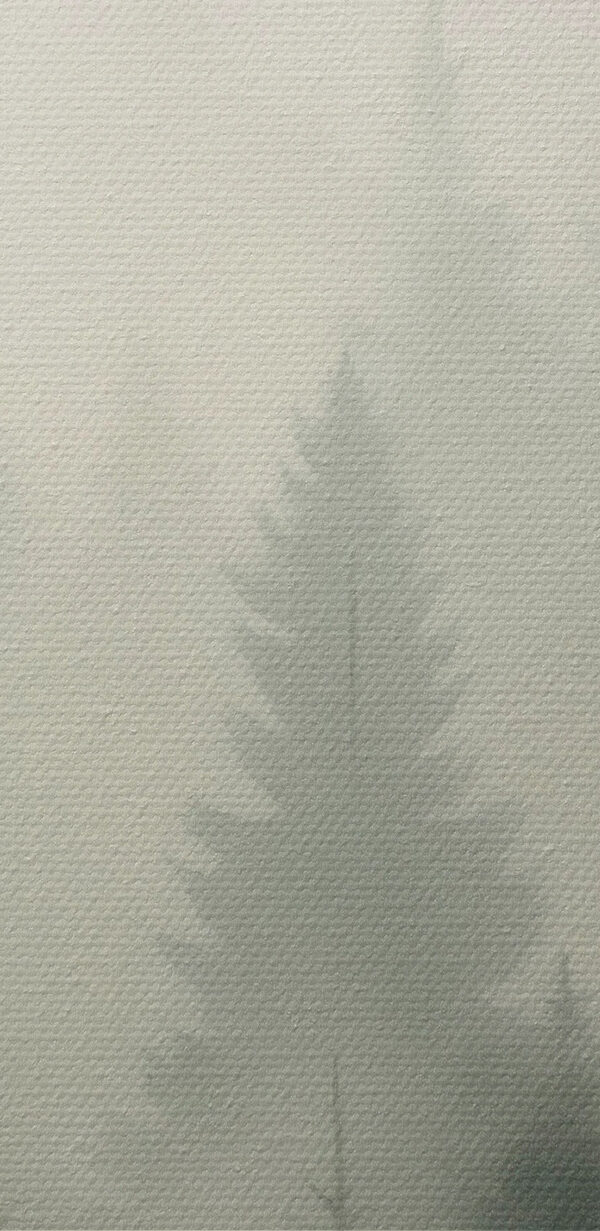 Foggy forest with trees and a mountain in the background