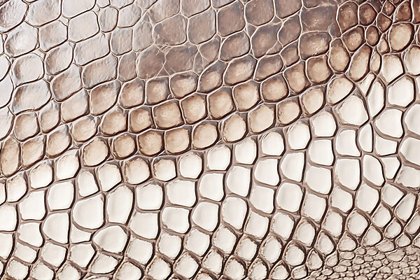 Primer plano de la textura de la piel de reptil Primer plano de la textura de la piel de reptil