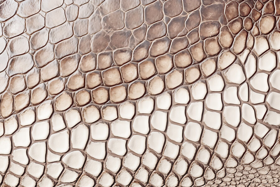 Primer plano de la textura de la piel de reptil