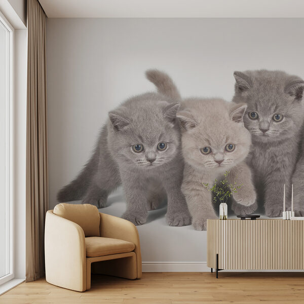 Grupo de gatitos juntos Grupo de gatitos juntos