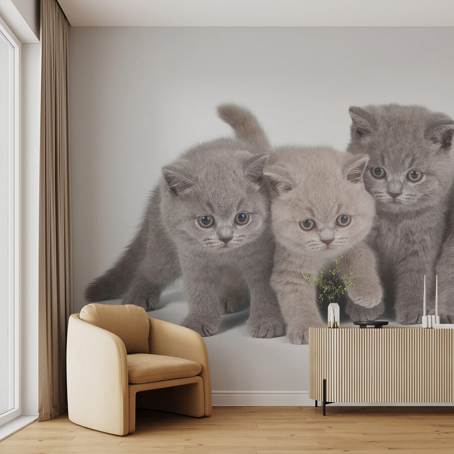 Grupo de gatitos juntos