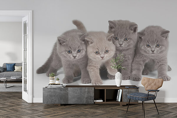Grupo de gatitos juntos Grupo de gatitos juntos