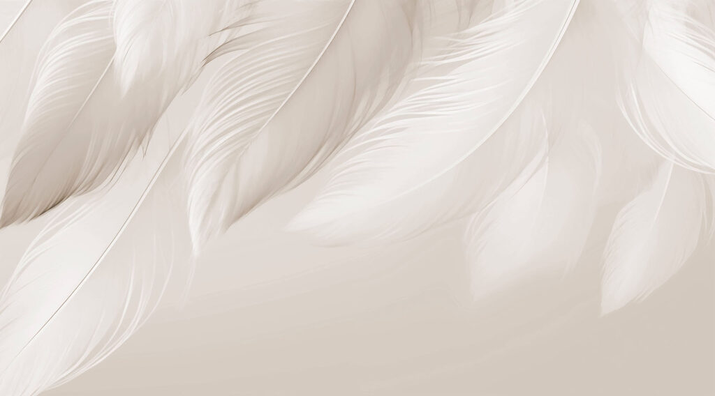 Delicadas plumas sobre un fondo suave Delicadas plumas sobre un fondo suave
