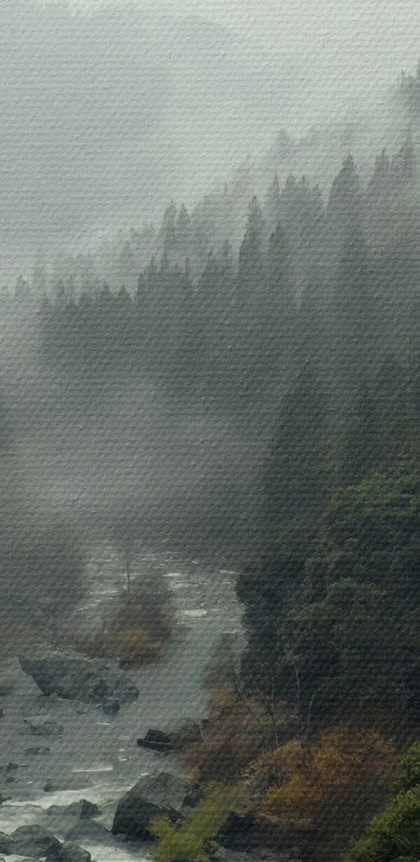 A river running through a forest