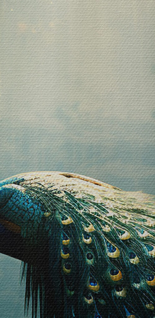 Peacock in a pond