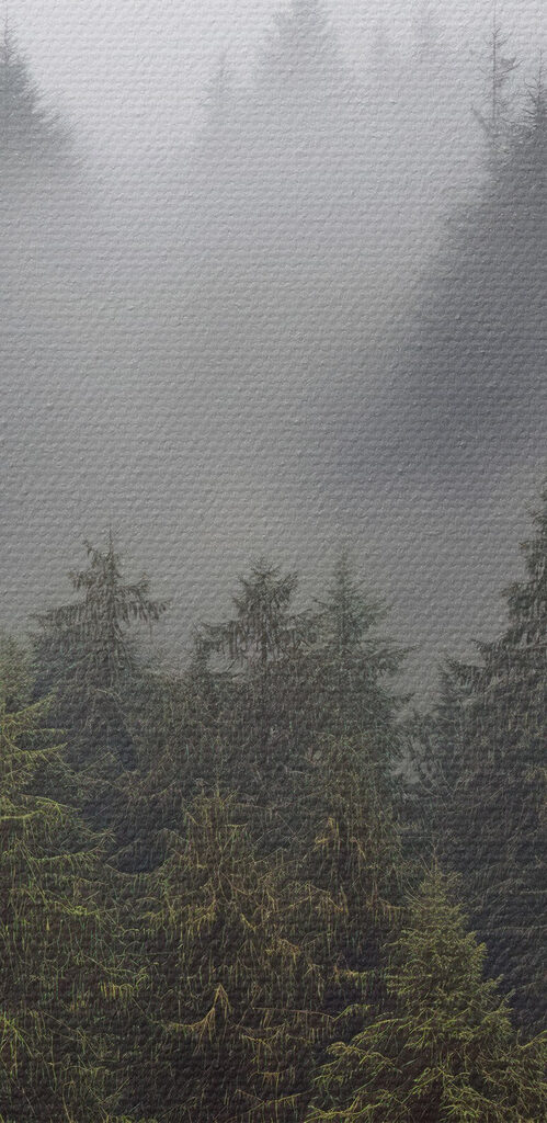 Group of trees with fog Group of trees with fog