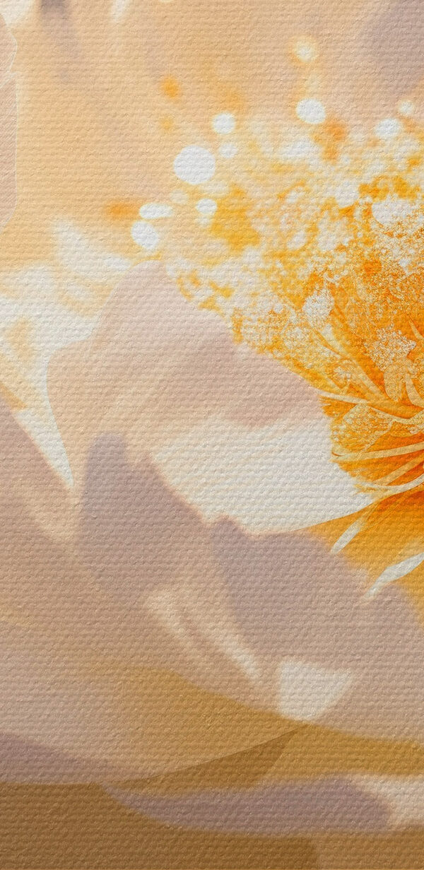 Delicate petals in soft hues Delicate petals in soft hues