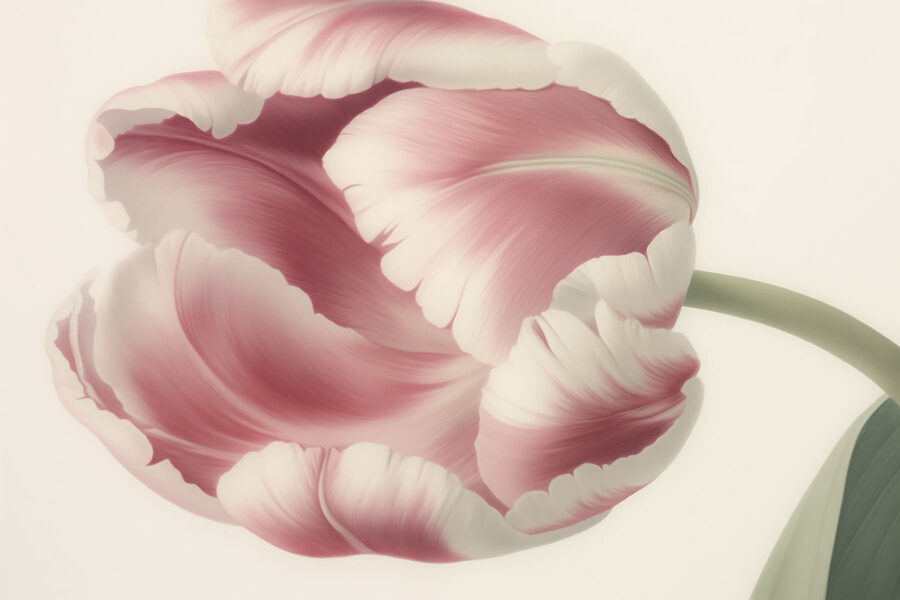 Delicado tulipán rosa en flor