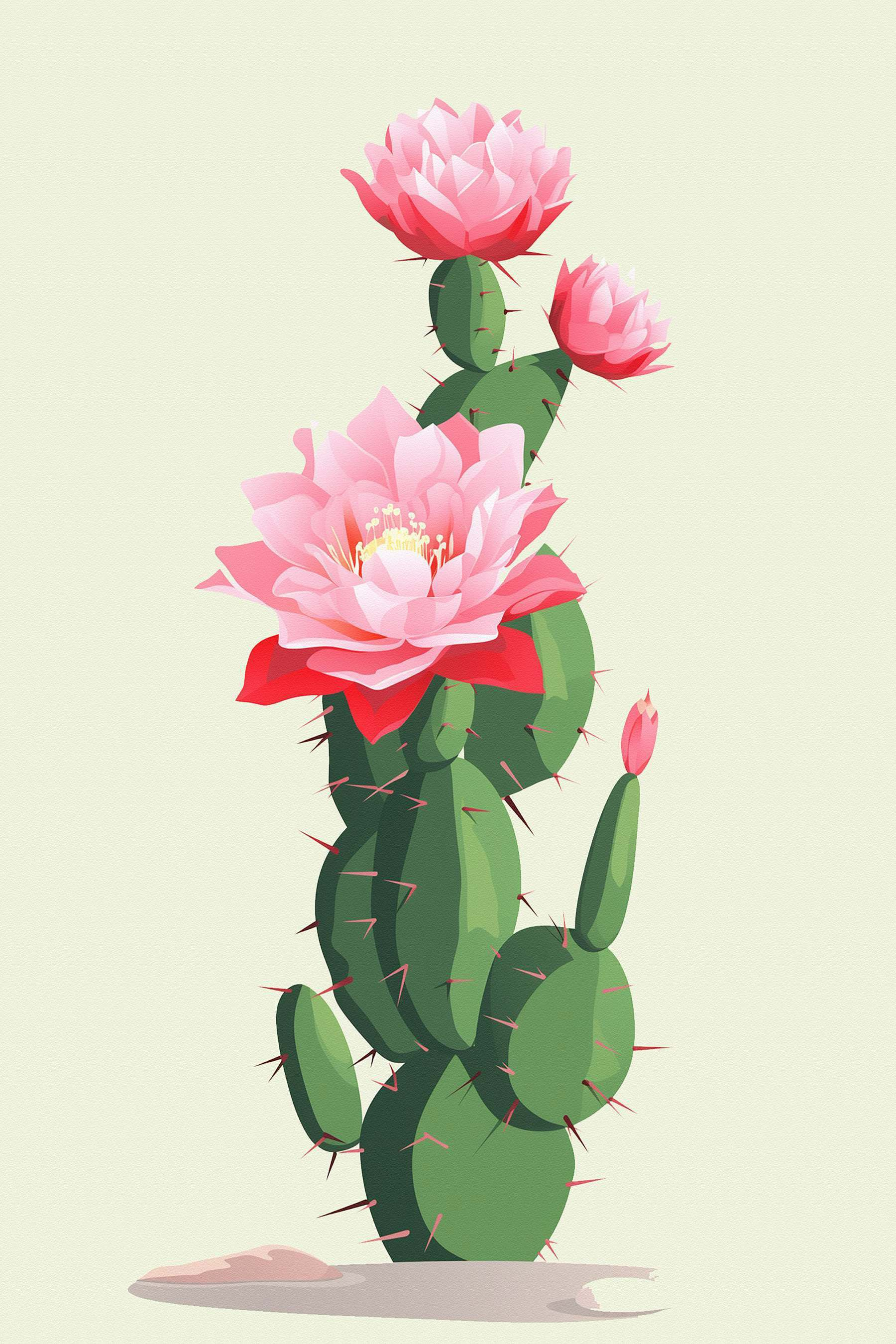 Cactus with pink flowers Cactus with pink flowers