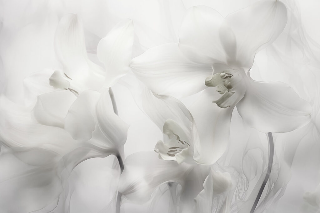 Delicadas orquídeas blancas bajo una luz suave Delicadas orquídeas blancas bajo una luz suave