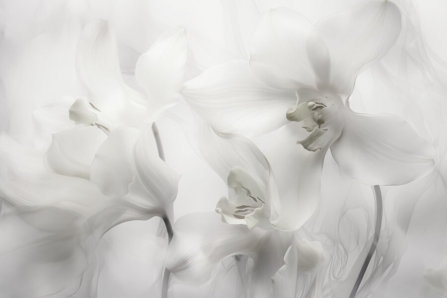 Delicadas orquídeas blancas bajo una luz suave