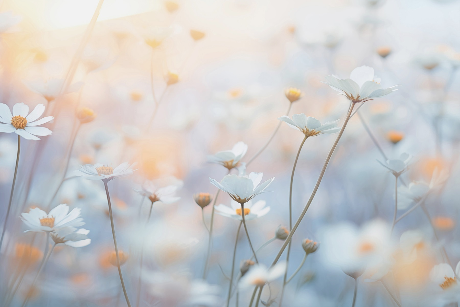 Soft petals in a dreamy garden Soft petals in a dreamy garden