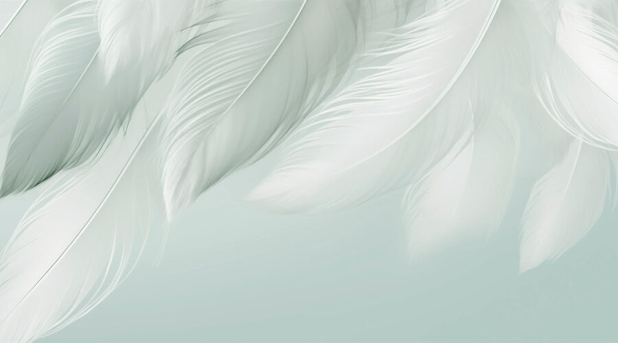 Plumas blancas sobre fondo blanco