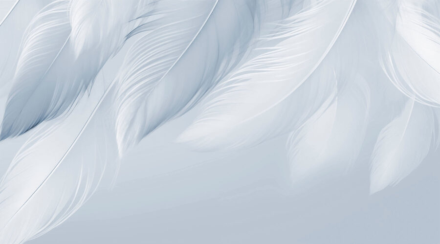 Plumas blancas sobre fondo blanco